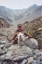 Dall sheep hunting