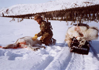 Wolf - Big Game Hunting in Alaska